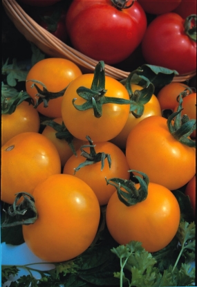 Picture of Tomato Golden Sunrise